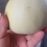 美浓甜瓜大量有货对接各大平台新鲜一手货源