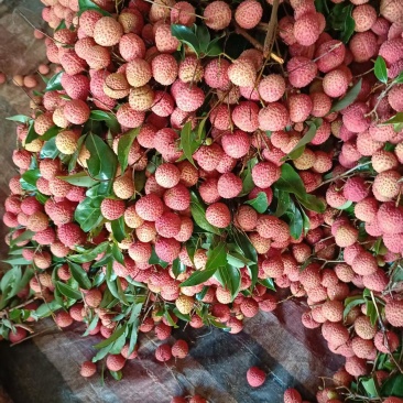 桂味荔枝产地直发品质保证一手货源价格优惠