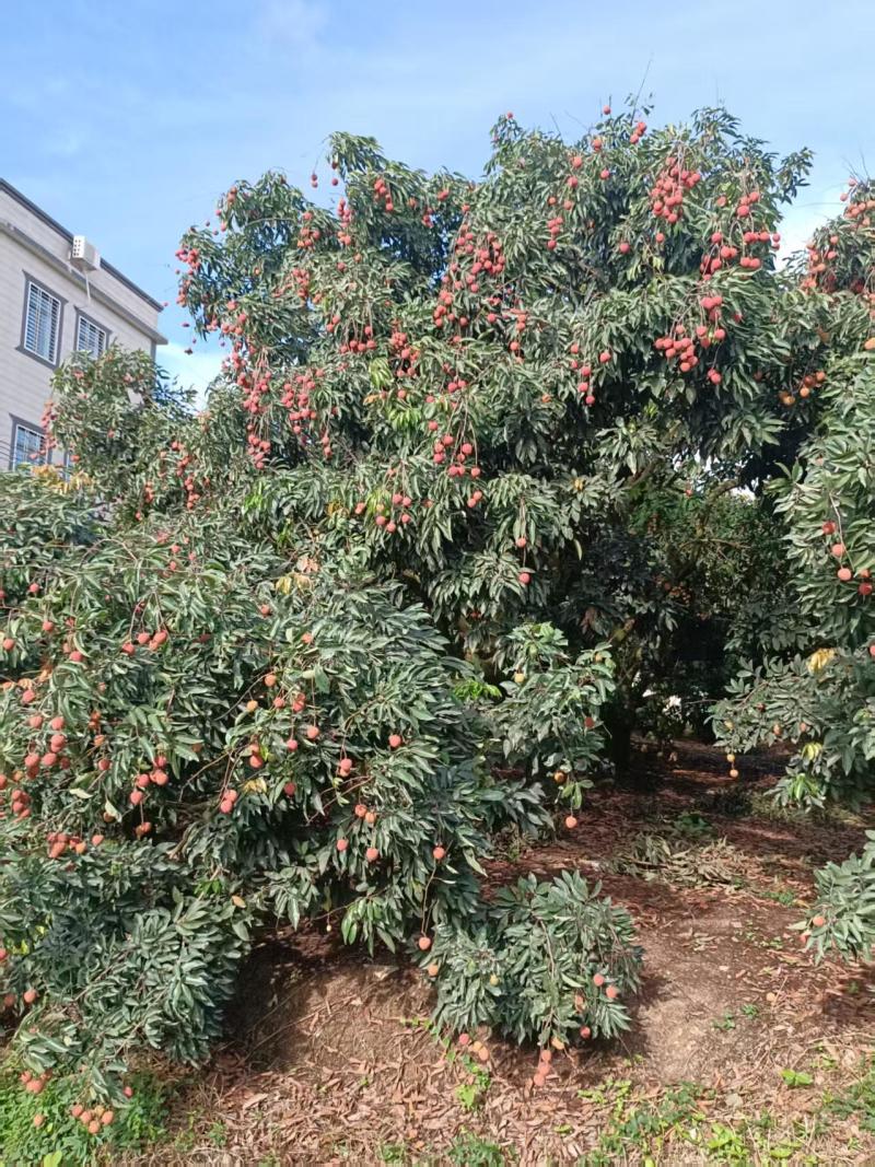 桂味荔枝产地直发品质保证一手货源价格优惠