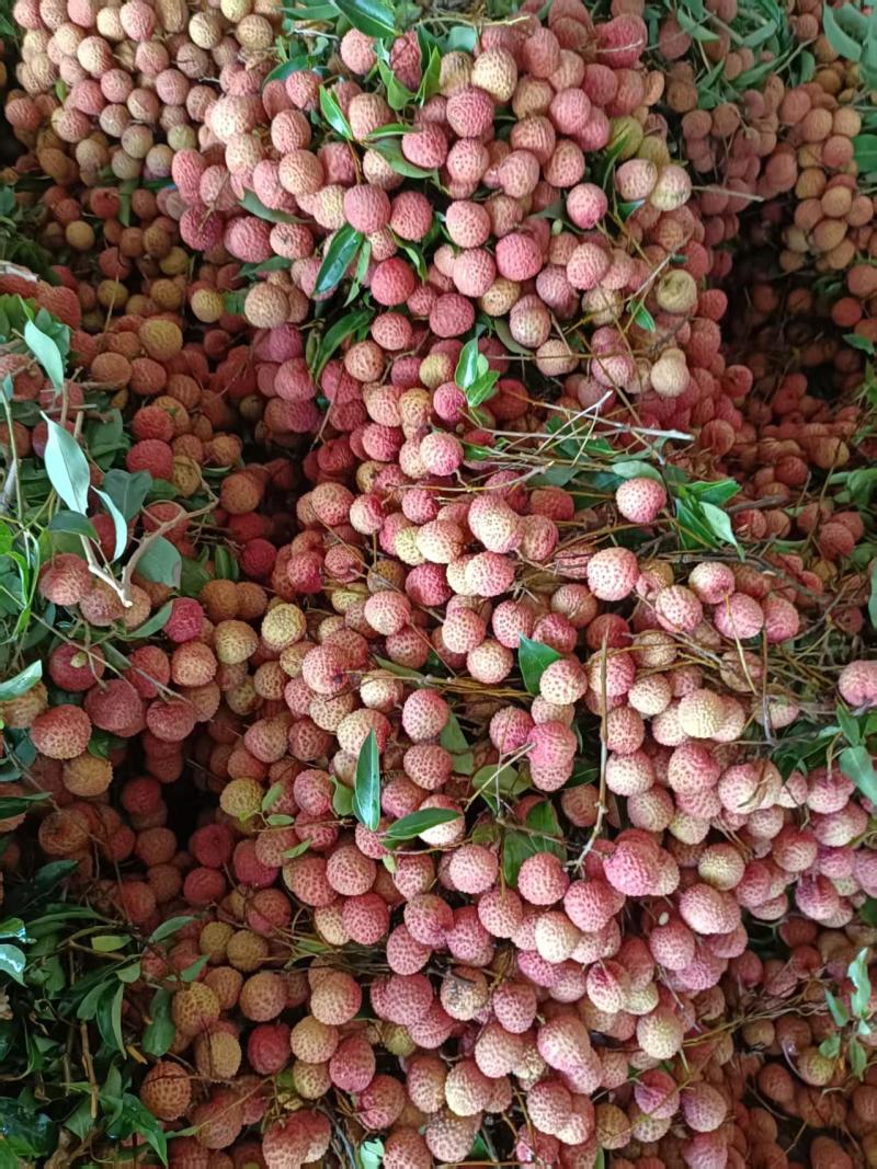 桂味荔枝产地直发品质保证一手货源价格优惠