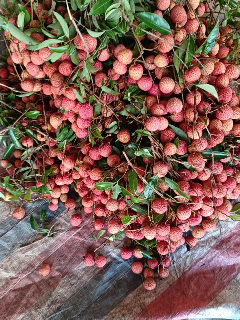 桂味荔枝产地直发品质保证一手货源价格优惠