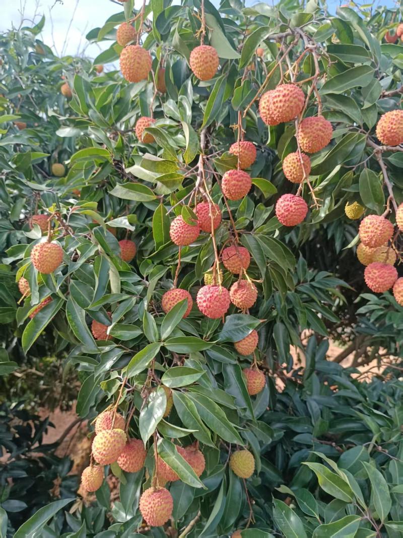 桂味荔枝产地直发品质保证一手货源价格优惠