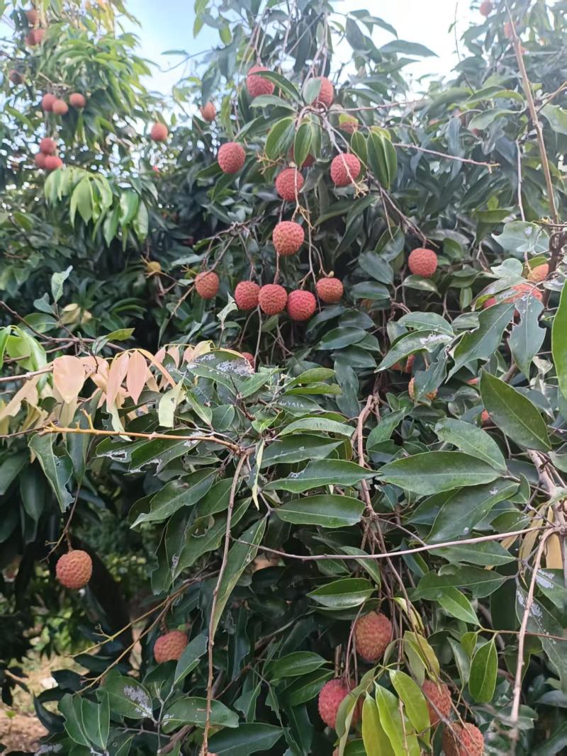 桂味荔枝产地直发品质保证一手货源价格优惠