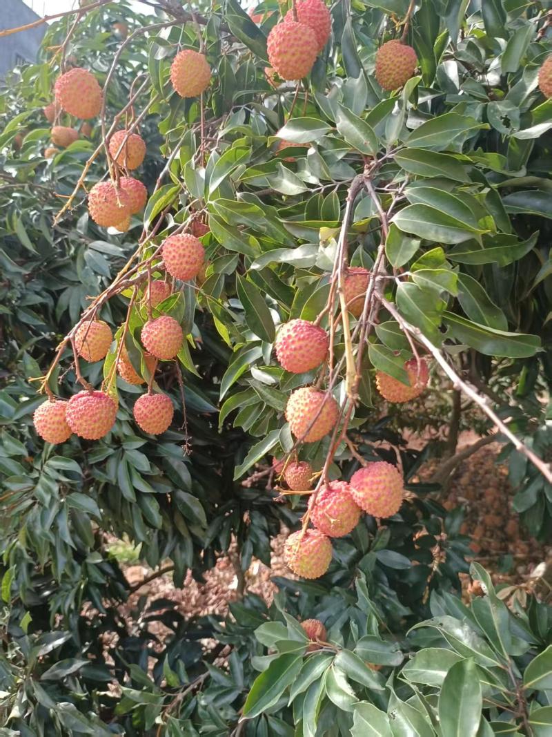 桂味荔枝产地直发品质保证一手货源价格优惠