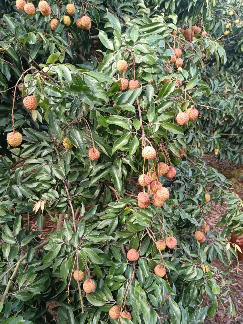 桂味荔枝一手货源产地直发实力商家视频看货量大从优