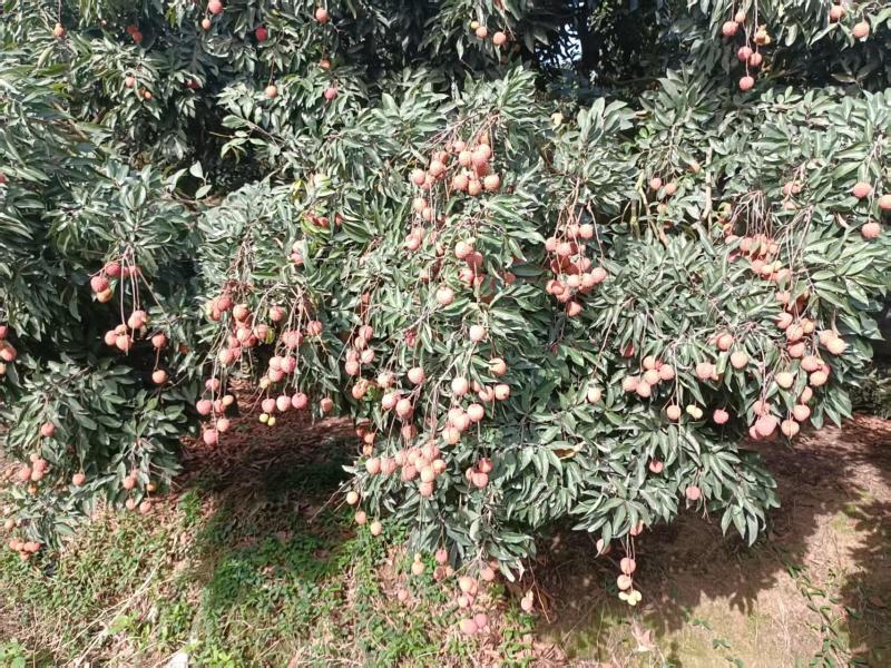 桂味荔枝一手货源产地直发实力商家视频看货量大从优