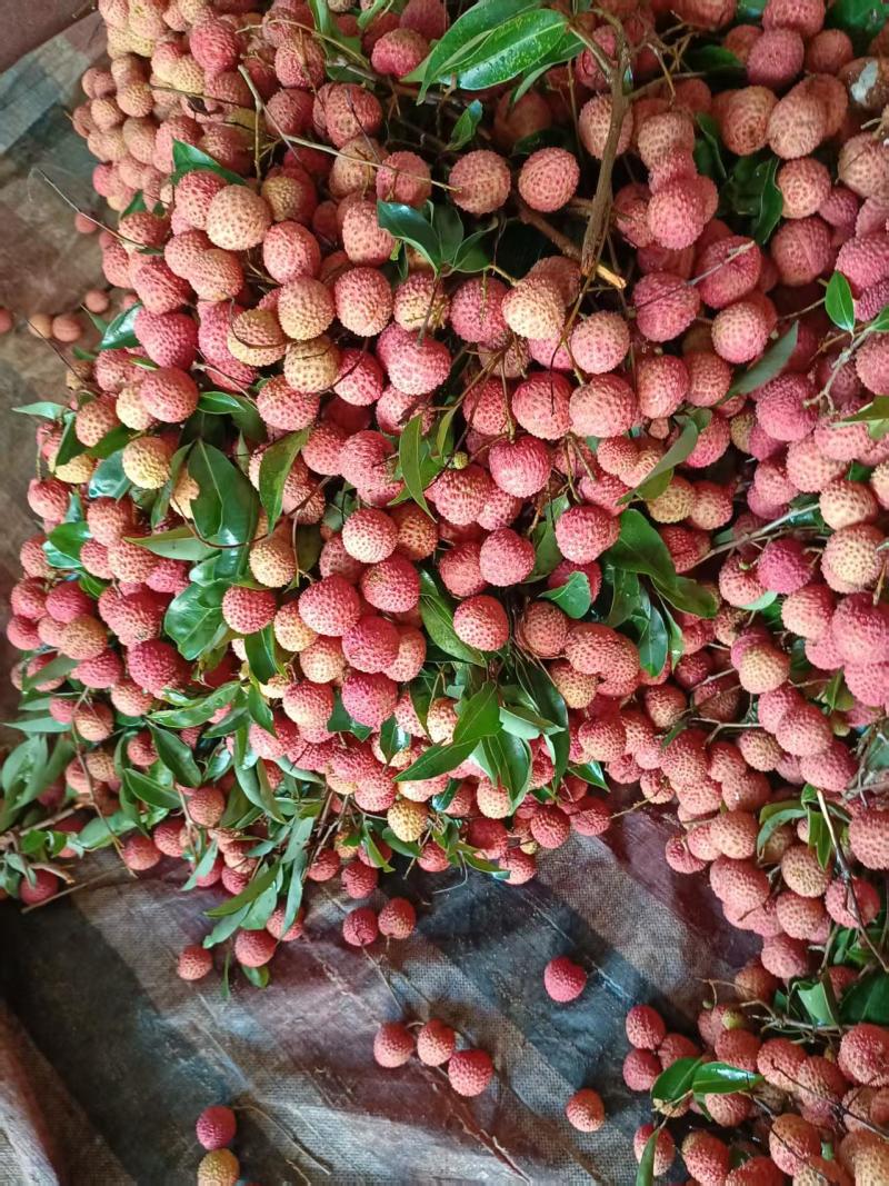 桂味荔枝一手货源产地直发实力商家视频看货量大从优