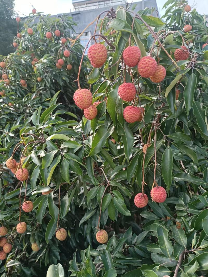 广东桂味荔枝品质保证一手货源产地直发视频看货