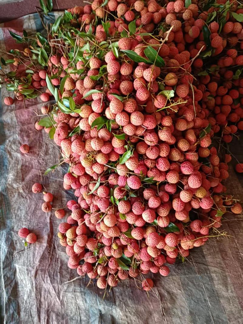 广东桂味荔枝品质保证一手货源产地直发视频看货