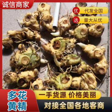 黄精种茎，安多花黄精，安化黄精，鲜黄精，黄精种茎苗