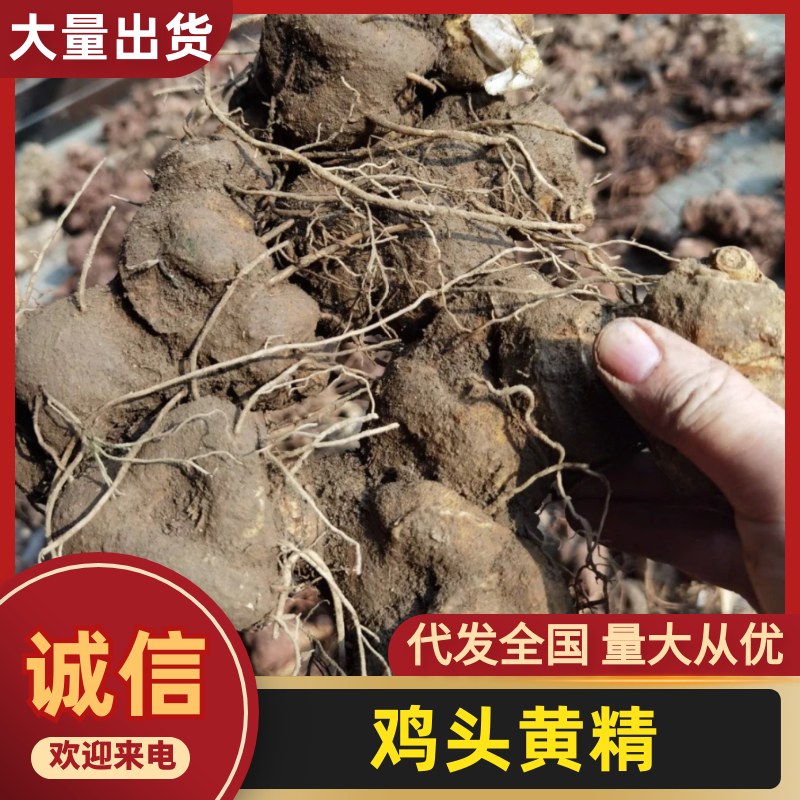 黄精，野生鸡头黄精，年份黄精，煲汤炖鸡黄精，10年以上