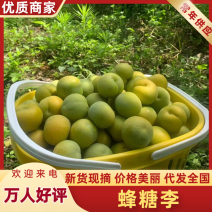 镇宁蜂糖李，现摘现发产地直发品质保障对接全国市场