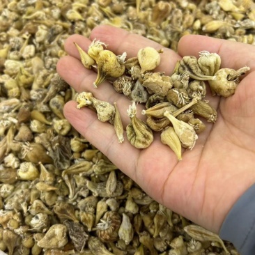 山慈菇金灯花鹿蹄草山茨菇泥冰子算盘七人头七