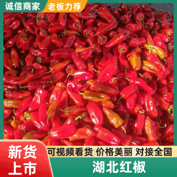 【实力】湖北红辣椒/享椒999/洪湖红椒/个头均匀条形好