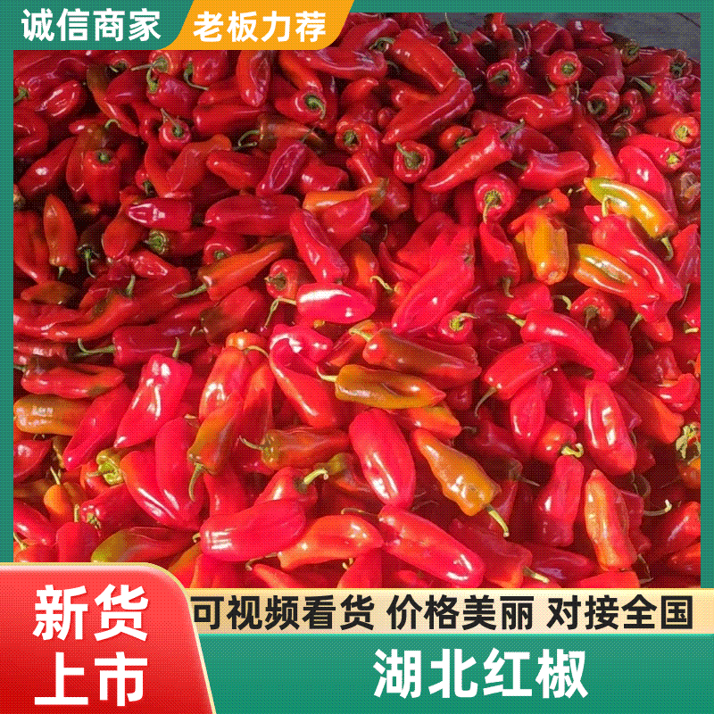 【实力】湖北红辣椒/享椒999/洪湖红椒/个头均匀条形好
