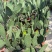 四川雅安仙人掌种植片大量上市品质保障可电话联系