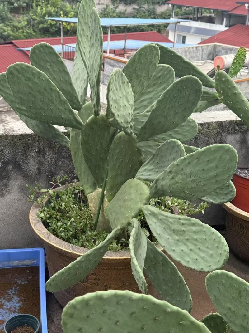 四川雅安仙人掌种植片大量上市品质保障可电话联系