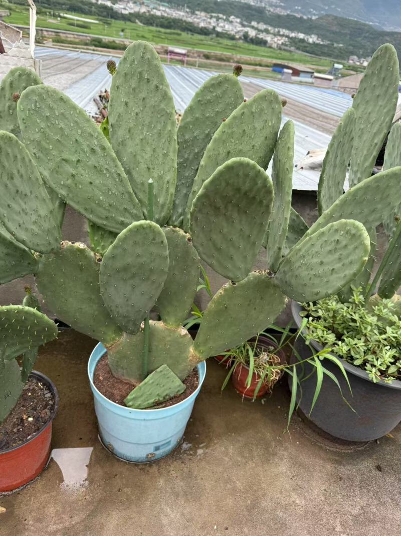 四川雅安仙人掌种植片大量上市品质保障可电话联系