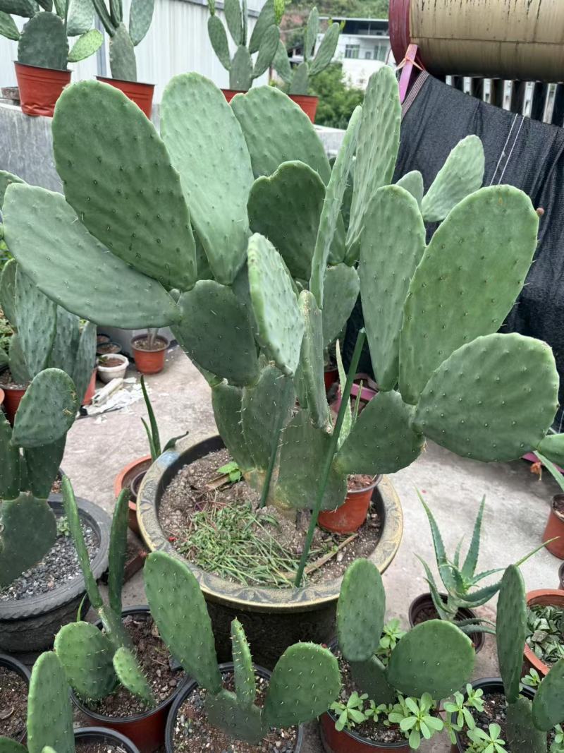 四川雅安仙人掌种植片大量上市品质保障可电话联系