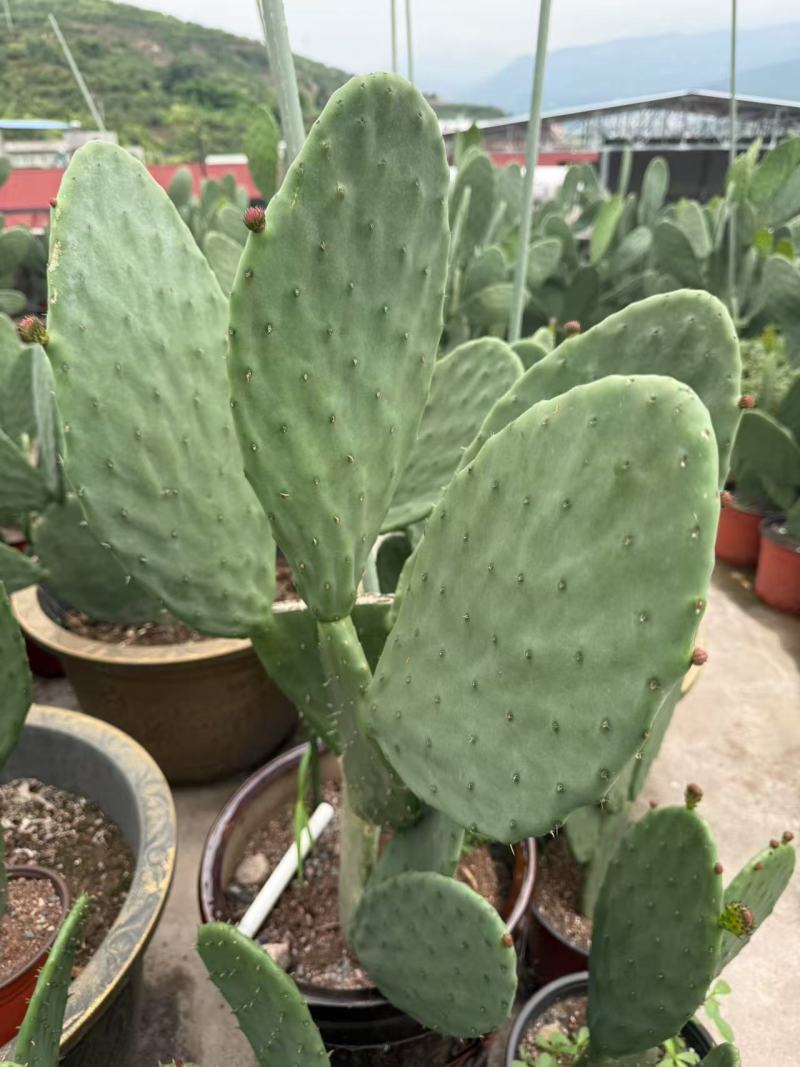 四川雅安仙人掌种植片大量上市品质保障可电话联系