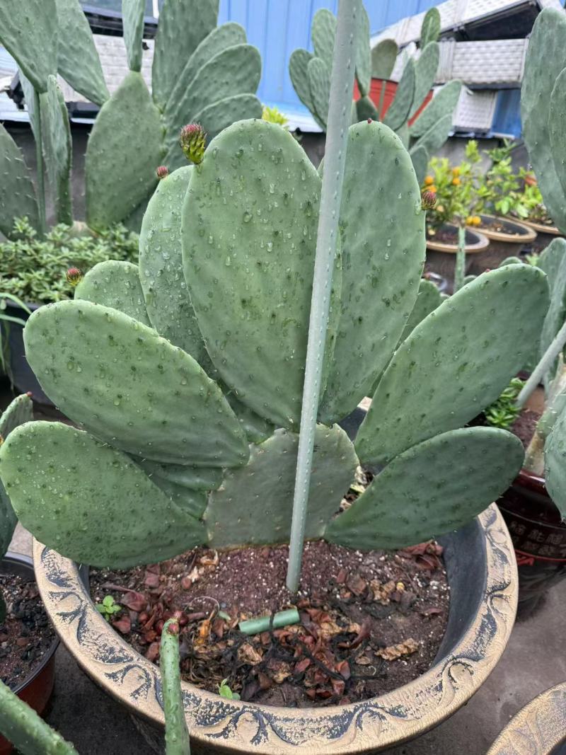 四川雅安仙人掌种植片大量上市品质保障可电话联系