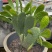 四川雅安仙人掌种植片大量上市品质保障可电话联系
