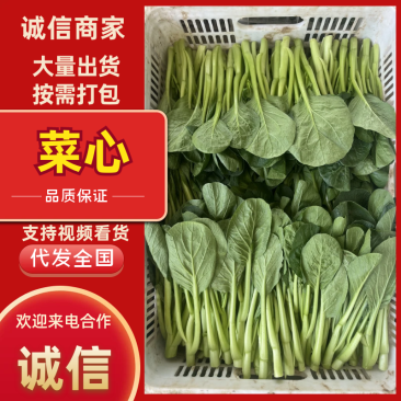 山东菜心一手货源（品种齐全）现货先发品质保证可视频看货