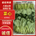 山东菜心一手货源（品种齐全）现货先发品质保证可视频看货