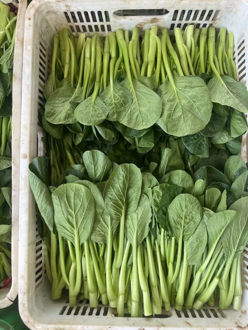 山东菜心一手货源（品种齐全）现货先发品质保证可视频看货