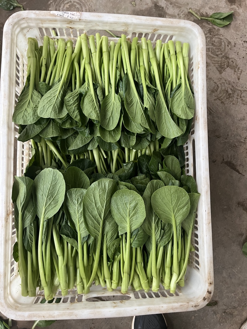 山东菜心一手货源（品种齐全）现货先发品质保证可视频看货