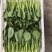 山东菜心一手货源（品种齐全）现货先发品质保证可视频看货