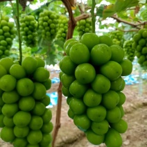 精品阳光玫瑰葡萄基地货源充足保证质量全国发货欢迎电话联系