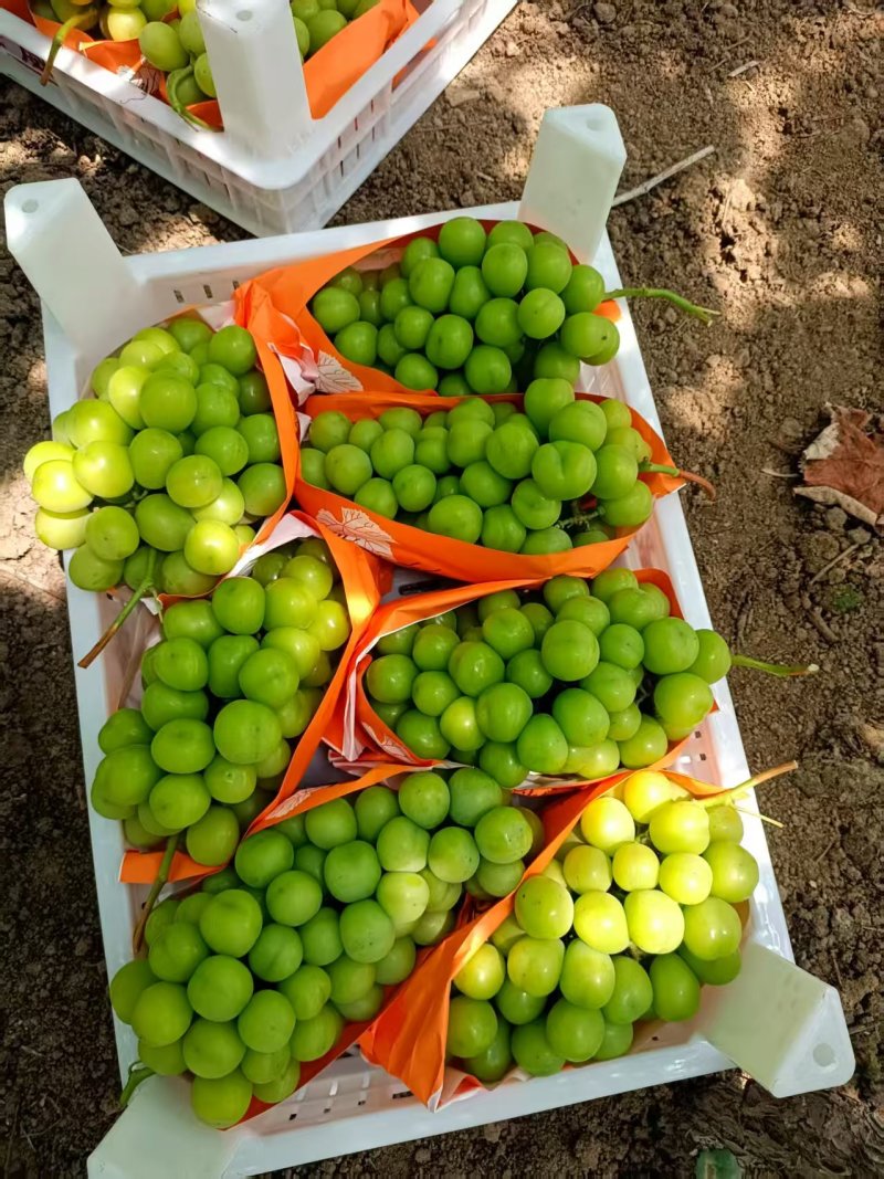 精品阳光玫瑰葡萄基地货源充足保证质量全国发货欢迎电话联系