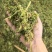 牧草宜隆二号牧草饲料牛羊猪鸡鹅养殖场动物园家畜喂养赛马牧草