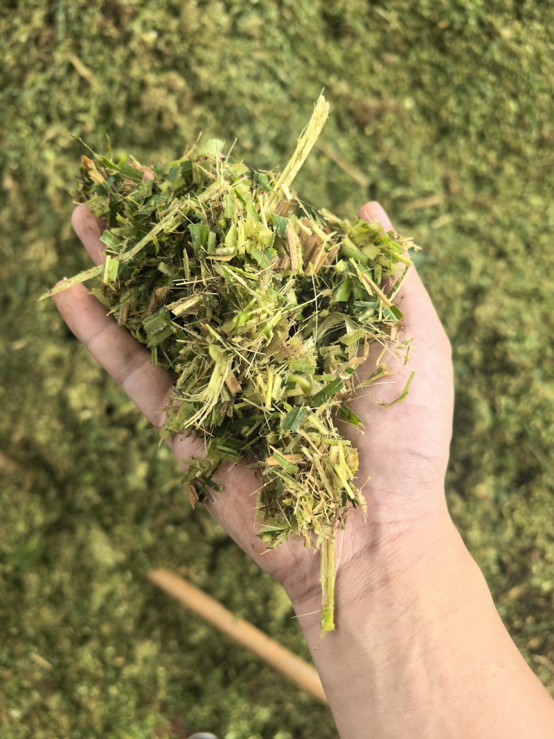 牧草宜隆二号牧草饲料牛羊猪鸡鹅养殖场动物园家畜喂养赛马牧草