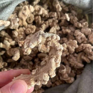 竹节参白三七正品精选整个大朵参白竹节