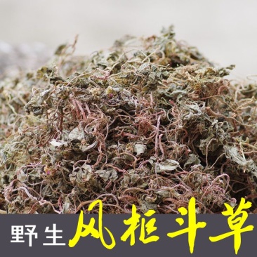 风柜斗草槠头红肉穗草风鼓草东方肝草风骨草药用