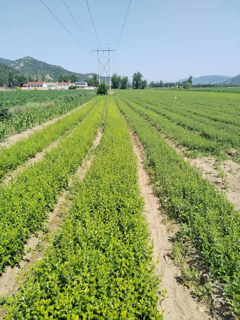 朱砂点北苍术2年苗纯度好，成活率高，产地发货，量大从优