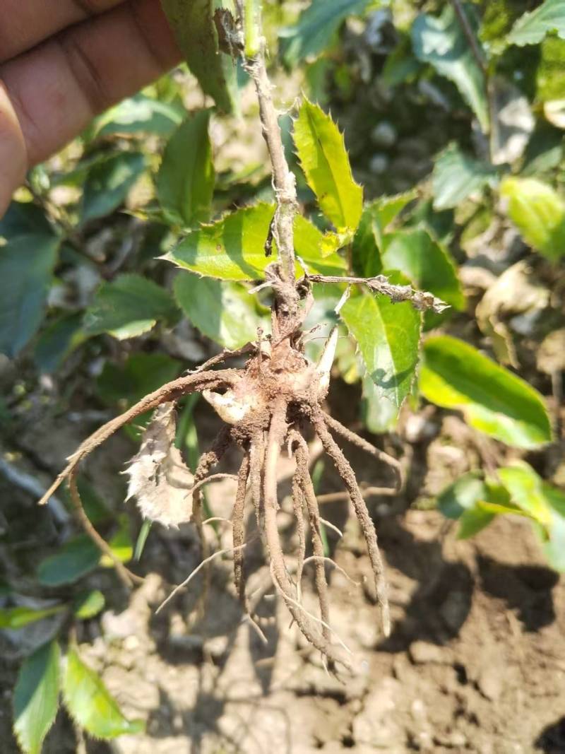 朱砂点北苍术2年苗纯度好，成活率高，产地发货，量大从优