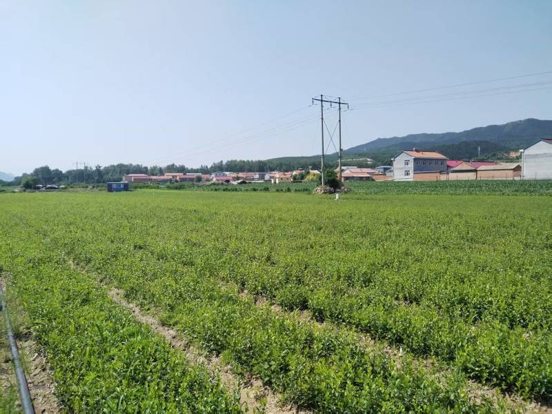 河北仓术种苗纯度好，成活率高，产地发货，量大从优可谈