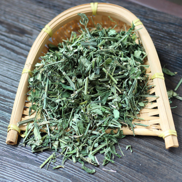 穿心莲叶苦胆草金耳钩春莲秋柳一见喜榄核莲