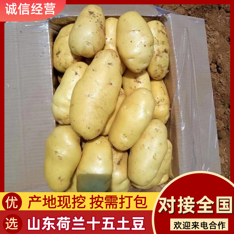 荷兰十五土豆新鲜土豆现挖现发一手货源可视频看货