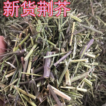 荆芥段药材姜芥鼠蓂假苏四棱杆蒿香荆荠稳齿菜