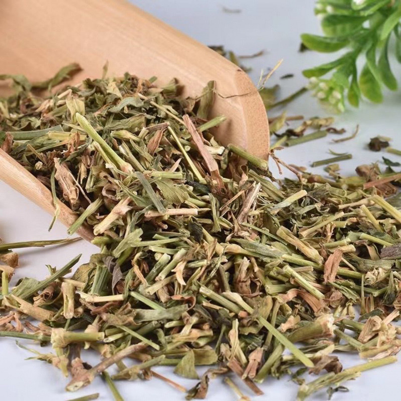 瞿麦石竹草巨麦十样锦四时美圣茏草竹节草