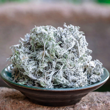 绵茵陈