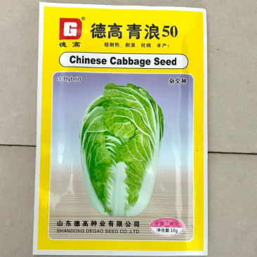 德高青浪50大白菜种子耐热耐湿夏阳白菜种子球叶合抱