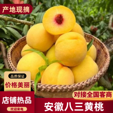 安徽八三黄桃,产地现货速发,质量保证,欢迎各地客商联系