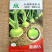 中蔬圆润65芥菜种子大头菜辣疙瘩菜种子表面光洁