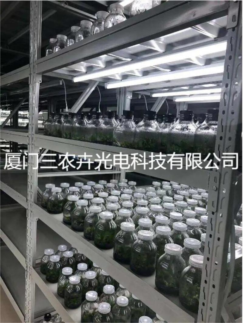 60cm-蝴蝶兰组培灯
