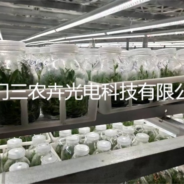 60cm-铁皮石斛组培灯